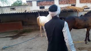 Horse mating digod