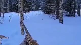 Охота на волка   720p четкое попадание
