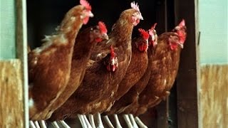 Chicken Slaughter in Kerala