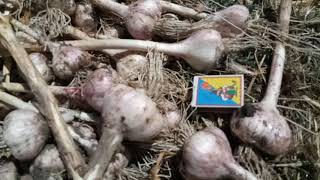 Уборка чеснока на юге Украины