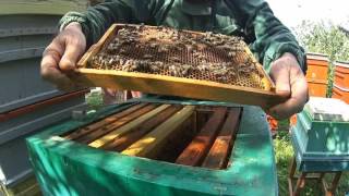Росширение Альпийцев 5 корпусом. Прикарпатська пасіка №18. Пчеловодство.