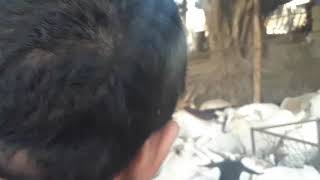 Goat slaughter house dammam tasliya