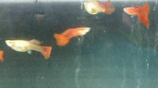 Guppy Red blonde
