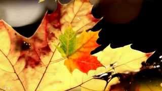 Осенний лист футаж HD