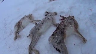 Охота на зайца-шатуна