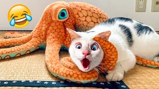 Funny Cats And Dogs Videos - Funniest Animal Videos 2022