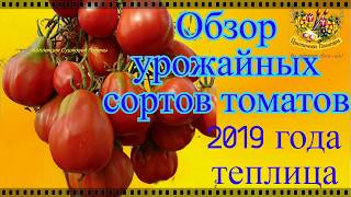 Томаты . Обзор урожайных крупноплодных  сортов в теплице .