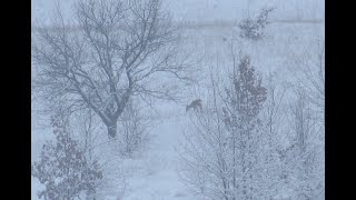 Взял две косули !!!С подхода!!!