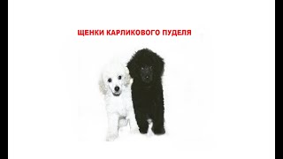 Питомник Крошка Фи-Фи.......Обзор щенков карликового пуделя....