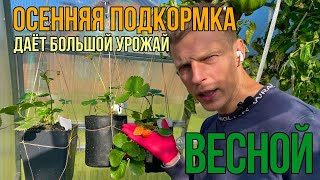 Последняя осенняя подкормка клубники в этом году - дает отличный прирост к урожаю!
