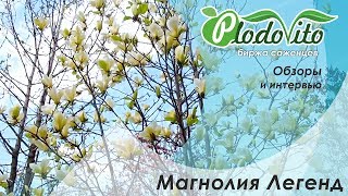 Магнолия Легенд I Magnolia Legend