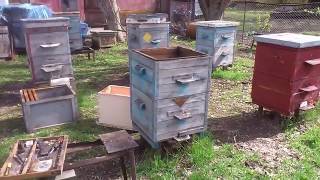 Как я делаю одинаковые по силе пчелиные семьи