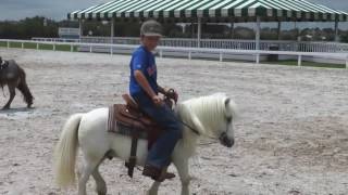 Pony Training