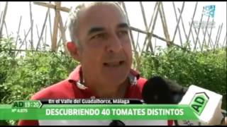 Tomate Huevo de Toro- Visita en Coín (Málaga)
