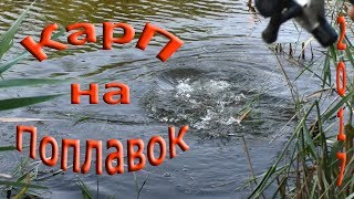 карп на поплавочную удочку,ловля в камышах,на кукурузу