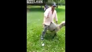 sheep fucks man for a change