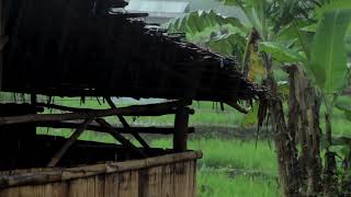 Rainy Day in Tropical Rainforest | Relaxing Rain Sounds for Sleeping Problems & Insomnia