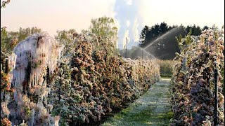 Защита виноградных кустов от возвратных заморозков. Виноград 2017.