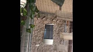 Εκτροφη Καρδερινας Alexkourinio Carduelis Balkanika Breeding techniques 2