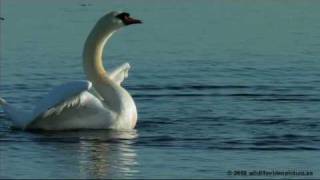 Dancing of swans! Svandans! Knölsvan Mute Swan (Cygnus olor)