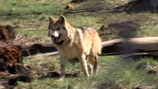 Mexican gray wolves in the U.S. Southwest