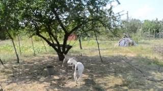 Козлик и козочка едят травку Козочка какает