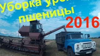 Уборка урожая пшеницы 2016