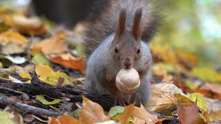 Белка с орехом / Squirrel with a nut