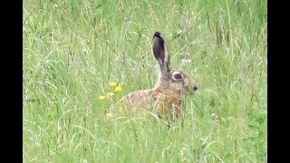 Заяц-русак. ( Lepus europaeus )