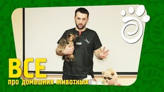 Мастер Класс По Креативному Грумингу В Киеве (ЧастьВторая). Все О Домашних Животных