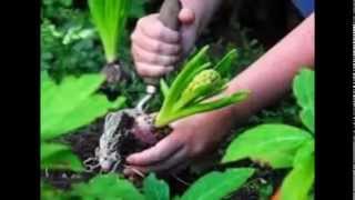 Какие цветы можно посадить осенью