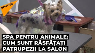 Spa pentru animale: Cum sunt răsfățați patrupezii la salon