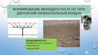 Формирование двуплечего кордона, второй год вегетации, Хисамутдинов АФ