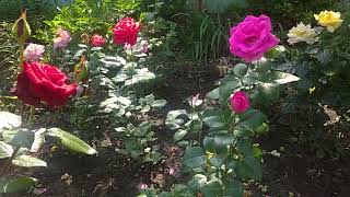 What feelings can be expressed in the language of flowers?