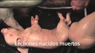 Carbetocina 2 Tips Dr Maqueda