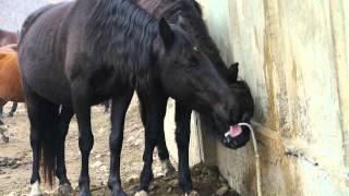 Лошади пьют Нарзан / Horses drink Narzan