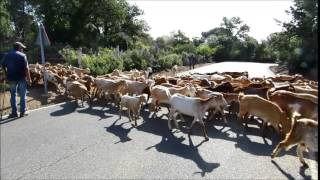 Cabras cruzando la carretra de Obejo 13 4 15