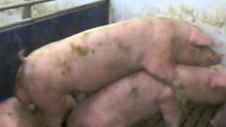 Ebermast Aufspringen Unruhe Penetrationsversuche