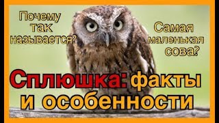 Сова сплюшка. Интересные факты и особенности совы