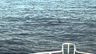 DOLPHIN SEX