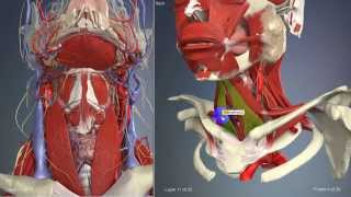 Подъязычная мышца | 3D Анатомия человека | Внутренние органы