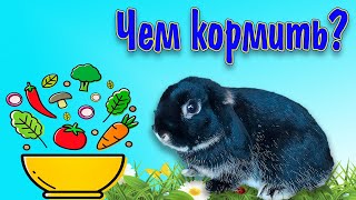 Питание декоративных кроликов