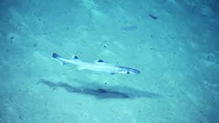 Tiny Shark in the Windward Passage - 2014 | Nautilus Live (Remastered)