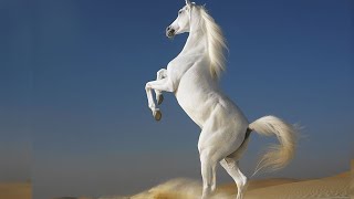 Приручение Арабского скакуна в RDR 2