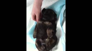 Ticklish Puppy