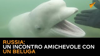 Russia: un incontro amichevole con un beluga