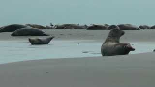 insel Gesichter - der neue Borkum Film - Teil 4 - Seehunde gucken