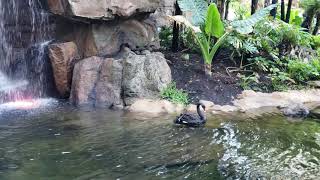 Westin Maui Resort and Spa: Nature's Beauty?