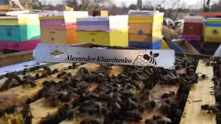 Рахматулин - все о воске ! Рекомендую к просмотру всем! #пчеловодство