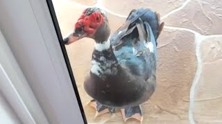 Duck obsessed with woman thinks she's his mother